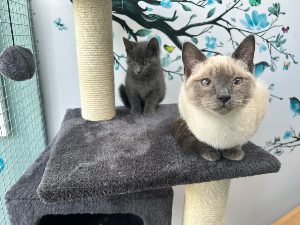 Two cats relaxing on a scratching platform at Willow Tree Cattery